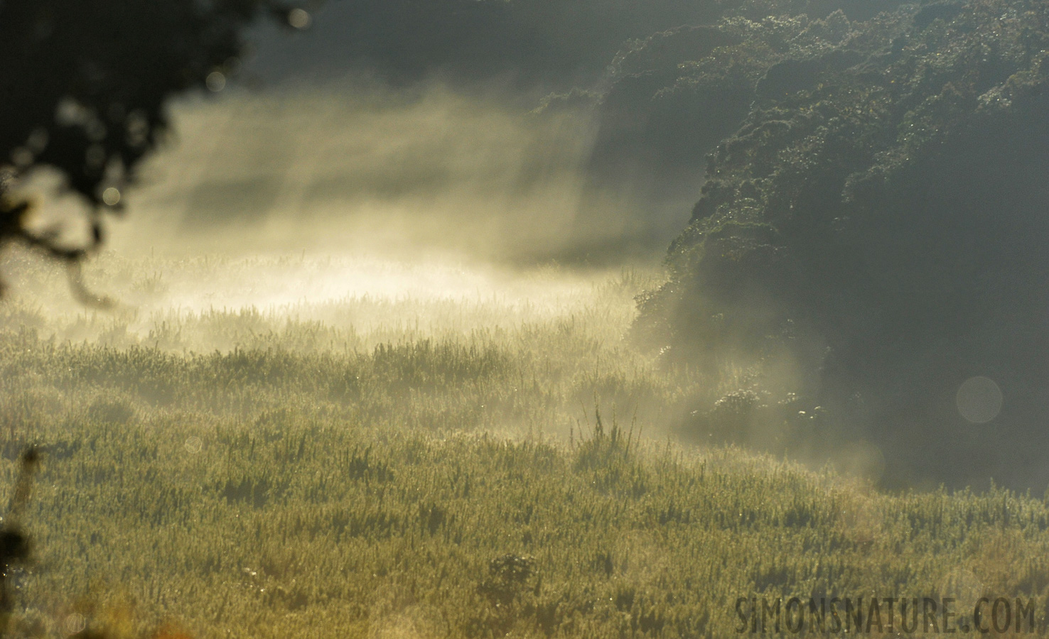 [280 mm, 1/8000 sec at f / 8.0, ISO 3200]